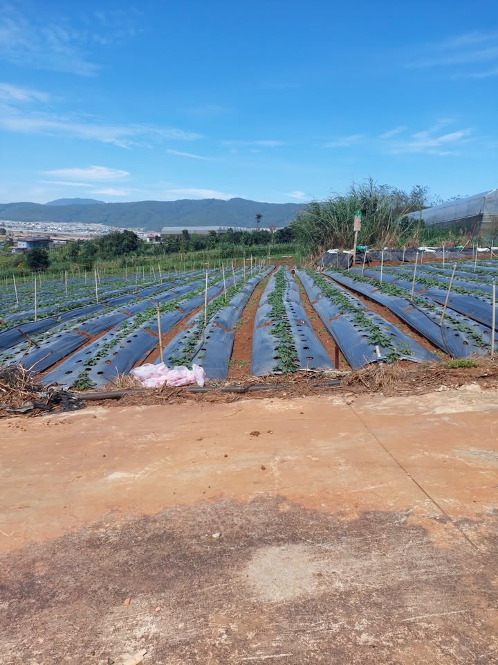 Đất nền đường nhánh số 2 Đơn Dương 160m² giá 800 triệu - Sổ đỏ chính chủ, tiện ích đầy đủ!