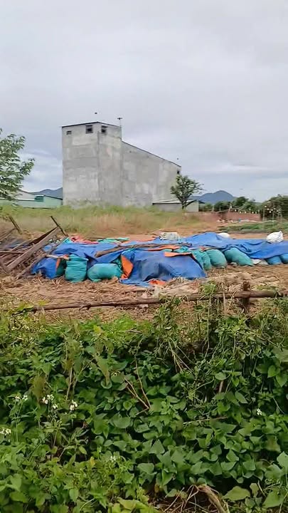 Đất thổ cư Tân Lập A, Đắk Hà, 264m² chỉ 300 triệu - Cơ hội đầu tư hấp dẫn!