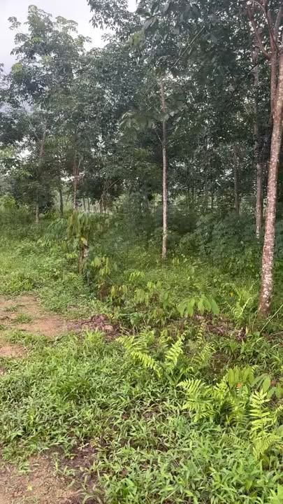 Đất nền Tiến Hưng 10,000m² giá 2.4 tỷ - Đường ô tô vào tận nơi!