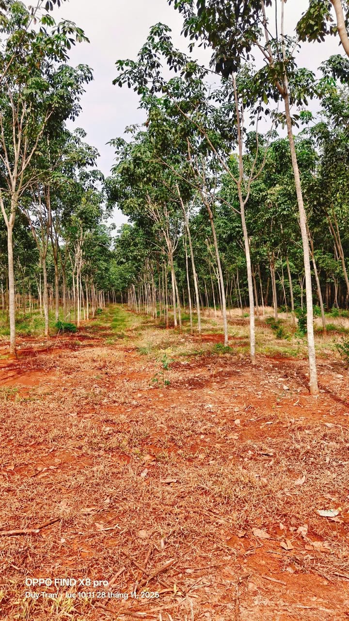 Đất nông nghiệp 18,000m² xã Thuận Phú, giá 3 tỷ - Cơ hội đầu tư tuyệt vời!