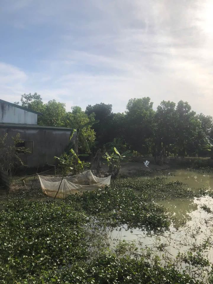 Trang trại tổng hợp Đông Yên, Đông Sơn 12.493m² - Mô hình chăn nuôi lý tưởng!