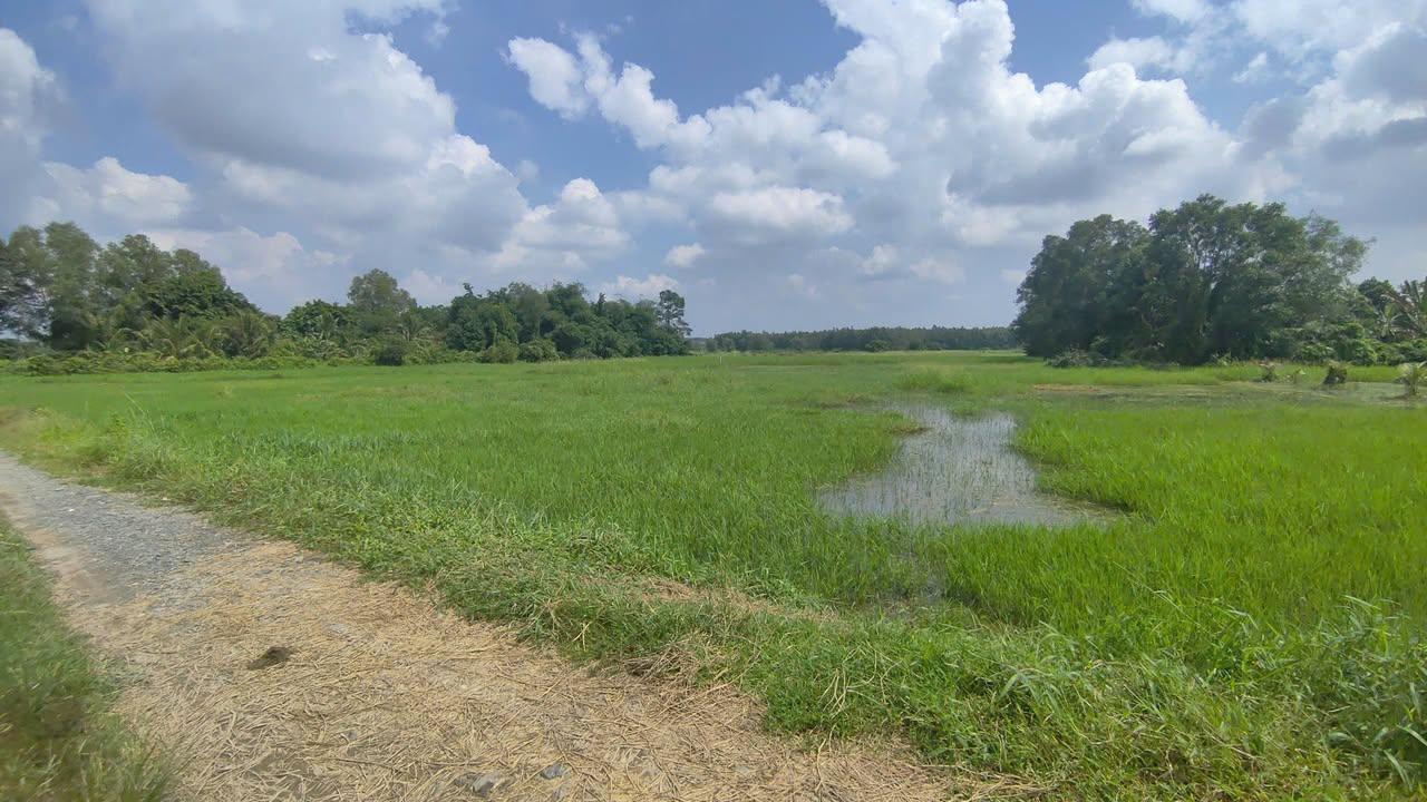 Đất lúa An Nhơn Tây 1.909m² giá chỉ 2 tỷ - Cơ hội đầu tư tuyệt vời!