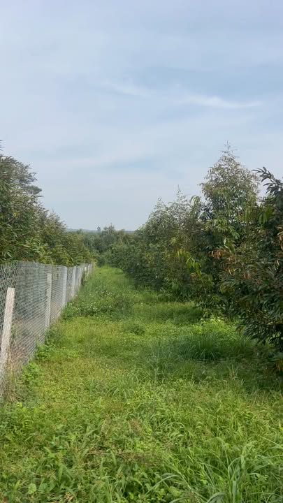 Đất nền 1000m² tại phường Bàu Sen, Long Khánh - Giá chỉ 1.4 tỷ, sẵn sàng đầu tư!