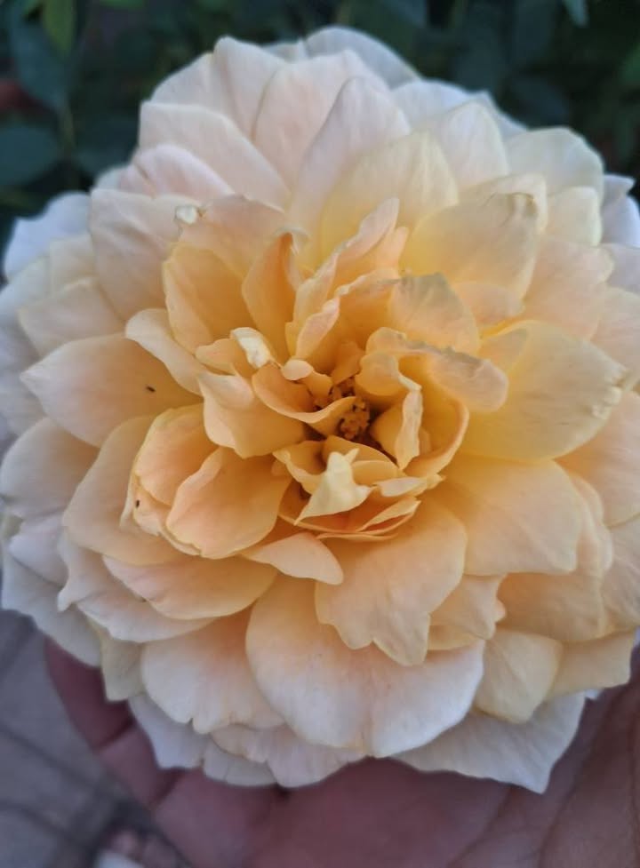 Đất thổ cư Lan Mẫu Lục Nam 100m² giá 1 tỷ - Đầu tư sinh lời ngay!