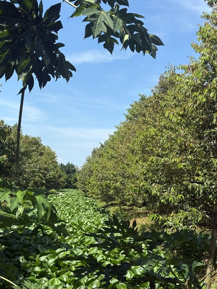 Đất Farm ấp Vĩnh Lợi, huyện Lấp Vò 4.400m² giá 1.5 tỷ - Đang cho trái sầu riêng!