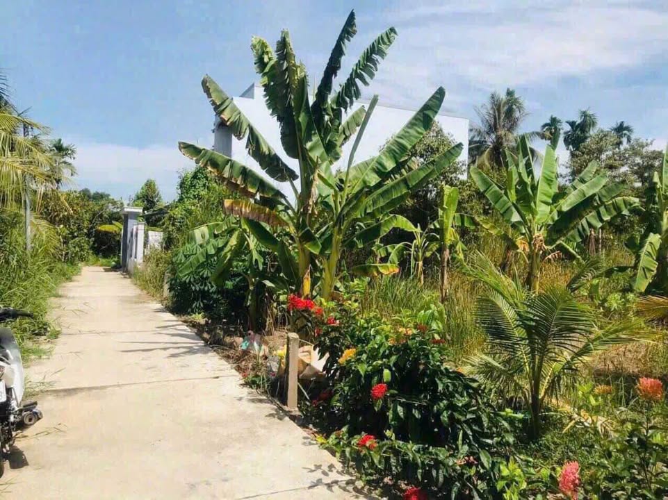 Đất nền biệt thự xã Thành Triệu Châu Thành Bến Tre 250m² giá chỉ 550 triệu - Cơ hội đầu tư hấp dẫn!