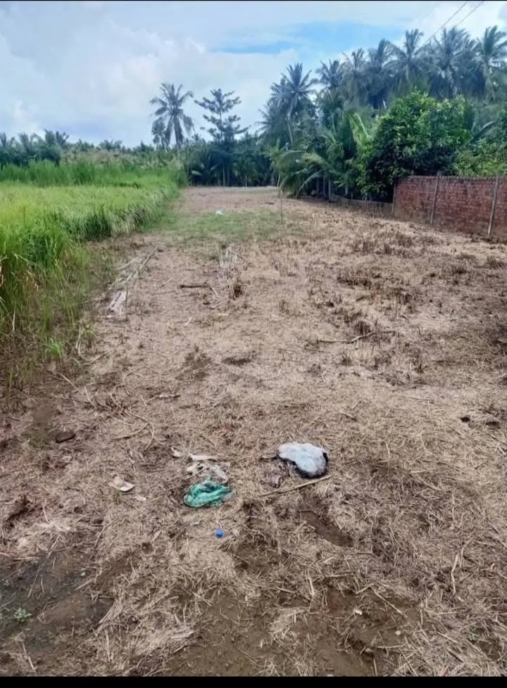 Đất nền xã Châu Hưng, huyện Bình Đại 610m² giá 1.3 tỷ - Mặt tiền đường nhựa, cơ hội đầu tư tốt!