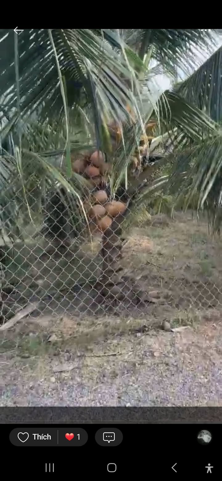 Đất vườn dừa xiêm đỏ xã Hưng Phong, Giồng Trôm 4241m² giá chỉ 3.2 tỷ - Cơ hội đầu tư tuyệt vời!