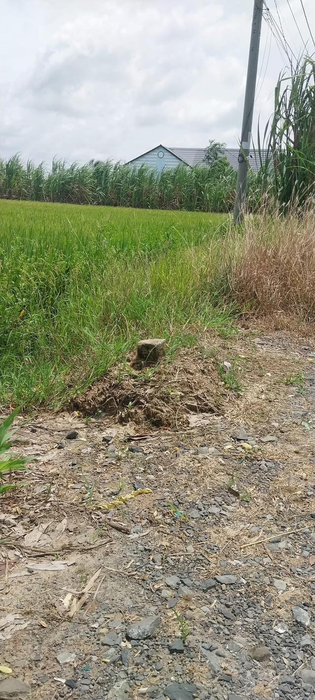 Đất nền 1564m² tại Tân Phước, Gò Công Đông - Chỉ 706 triệu - Mặt tiền kênh lý tưởng!