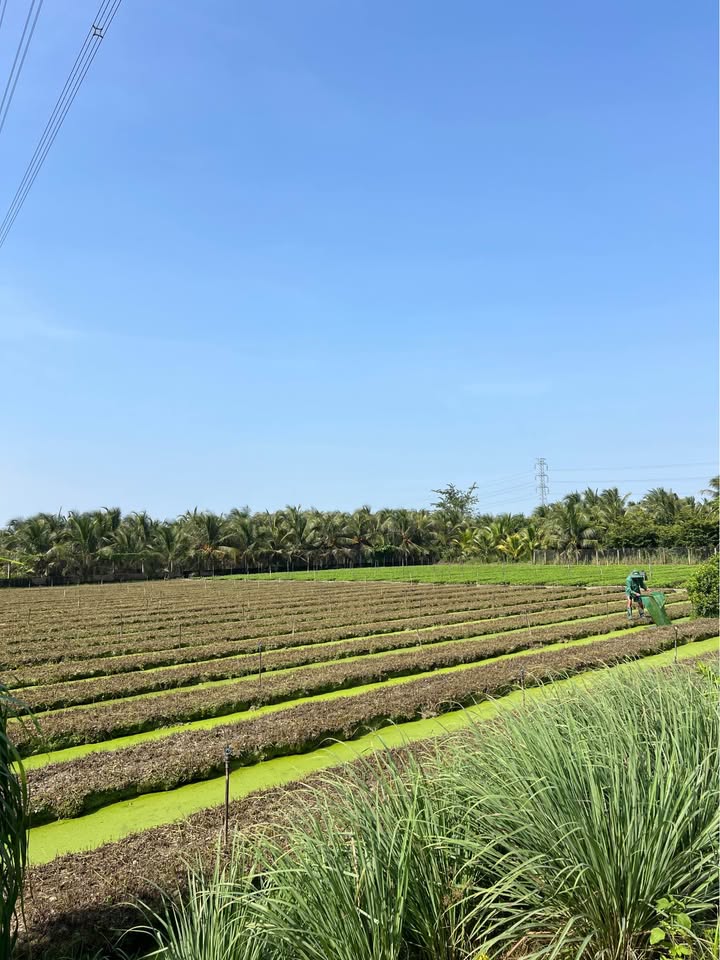 Đất nền 2500m² xã Tam Hiệp, huyện Châu Thành - Gần cao tốc, giá thỏa thuận!