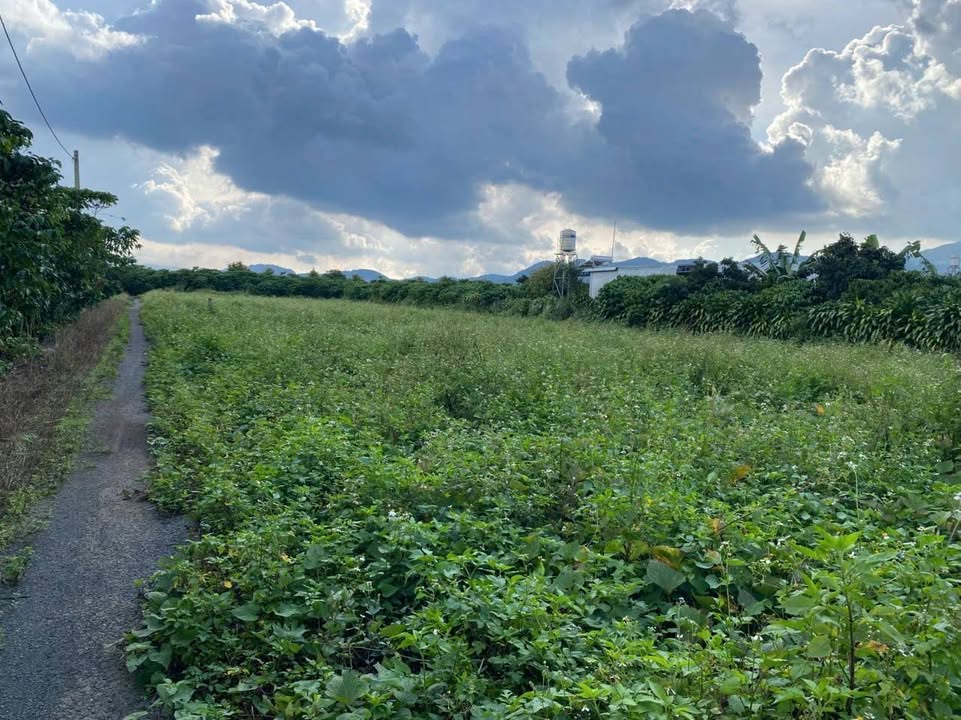 Đất nền Lộc Thành Bảo Lâm 1840m² - Tách được 18 nền, giá thỏa thuận!