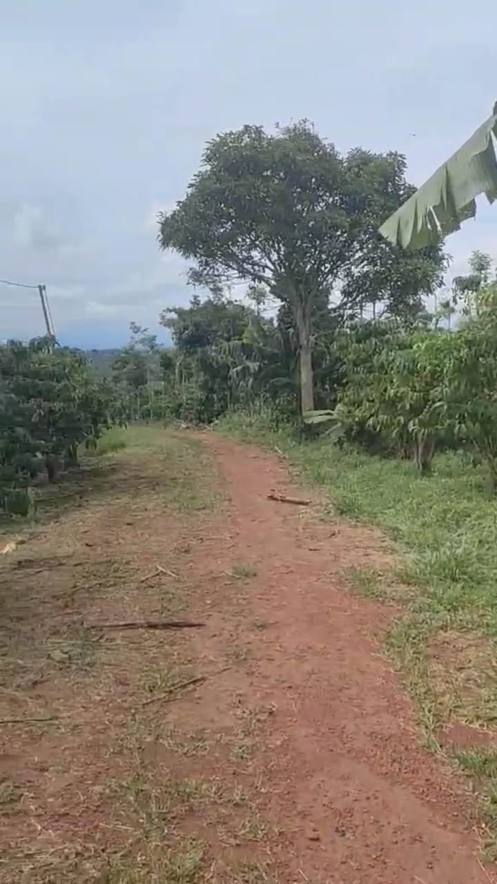 Đất đẹp Hoà Ninh Bảo Lâm 2.5 sào giá chỉ 700 triệu - Cơ hội đầu tư tuyệt vời!