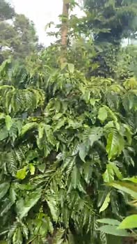 Farm Hòa Đông 14,400m² giá 2.6 tỷ - Nguồn thu ổn định từ cây trồng!