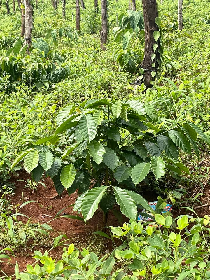 Đất rẫy Cư M'gar 7000m² giá 2.15 tỷ - Đầu tư sinh lời từ cây cà phê và sầu riêng!