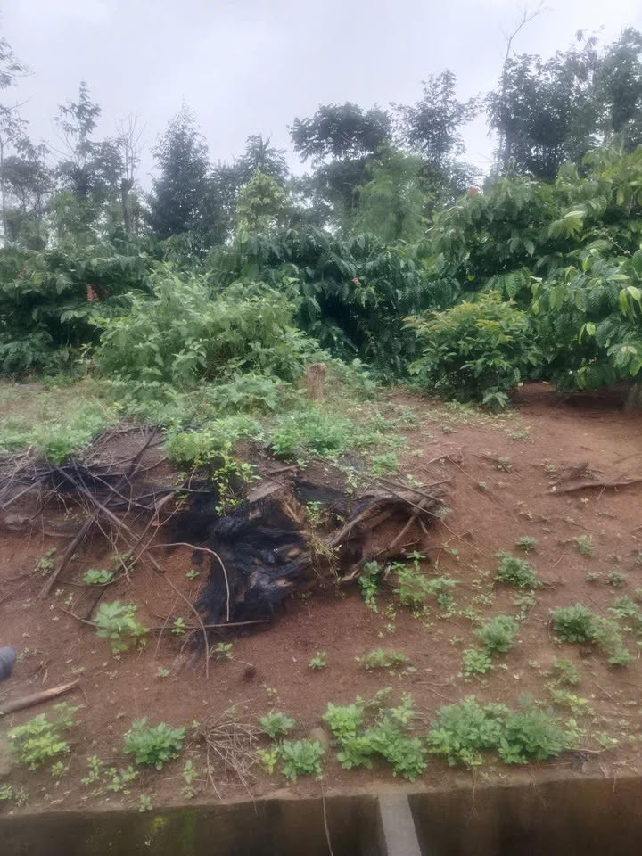 Đất nền Lý Chính Thắng, Buôn Hồ 500m² giá 5.5 tỷ - Cơ hội đầu tư tuyệt vời!