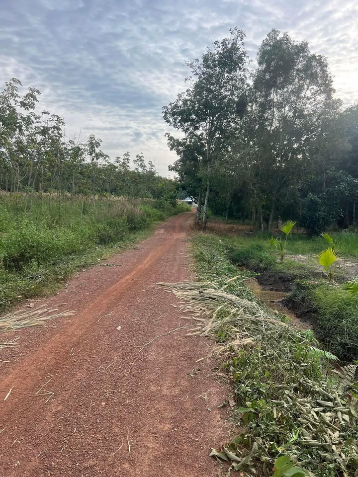 Đất An Bình, Phú Giáo, Bình Dương 1562m² giá 950 triệu - Đầu tư sinh lời ngay!