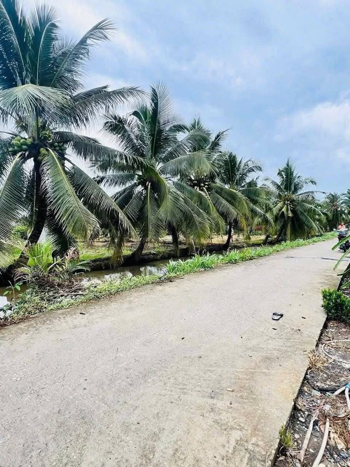 3 Lô Đất Thổ Cư Ấp 7, Phước Tân Hưng 125m² Giá 360 Triệu - Đường Thông Xe Tải Chạy