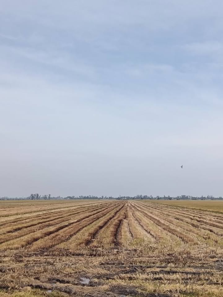 Đất ruộng Tân Tuyến, Tri Tôn 10,800m² - Giá thỏa thuận, phù hợp đầu tư!