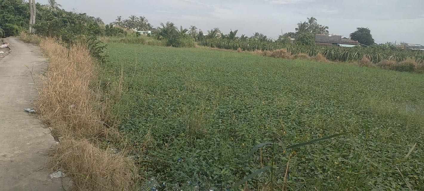 Đất vườn ấp Phú Xuân 2, Châu Thành, Long An 1743m² giá 499 triệu - Cơ hội đầu tư tuyệt vời!