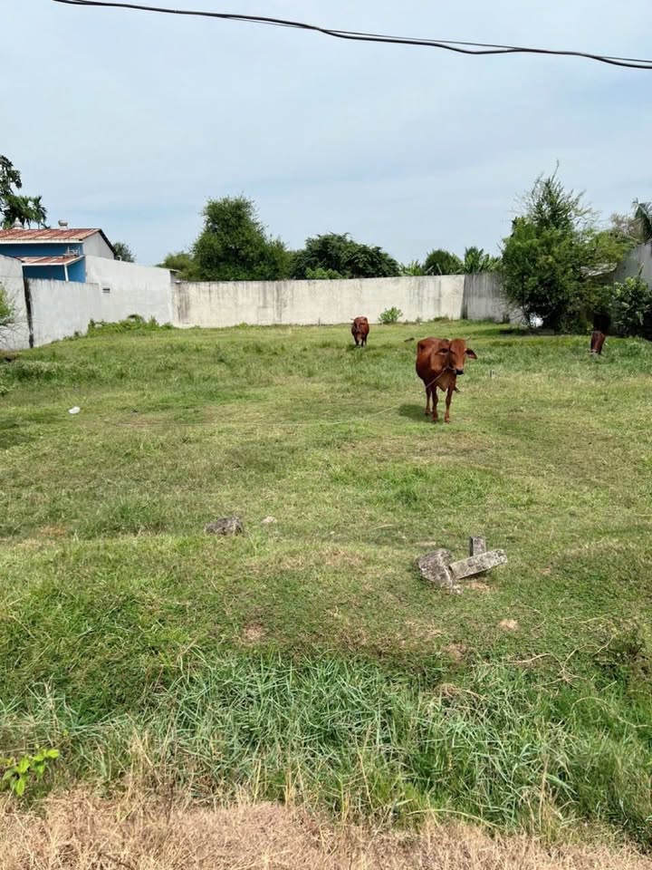 Đất nền thổ cư xã Đức Hoà Thượng 412.5m² giá 3.3 tỷ - Gần chợ và trường học!