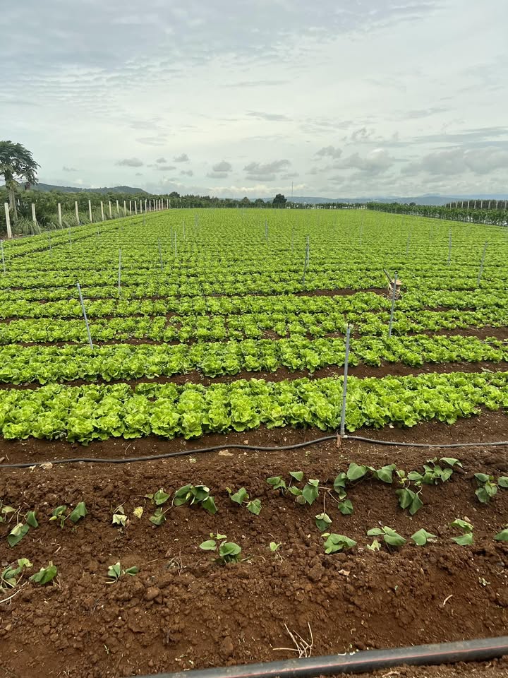 Đất nông nghiệp 18.000m² tại Tân Hội, Đức Trọng - Đầu tư sinh lời hấp dẫn!