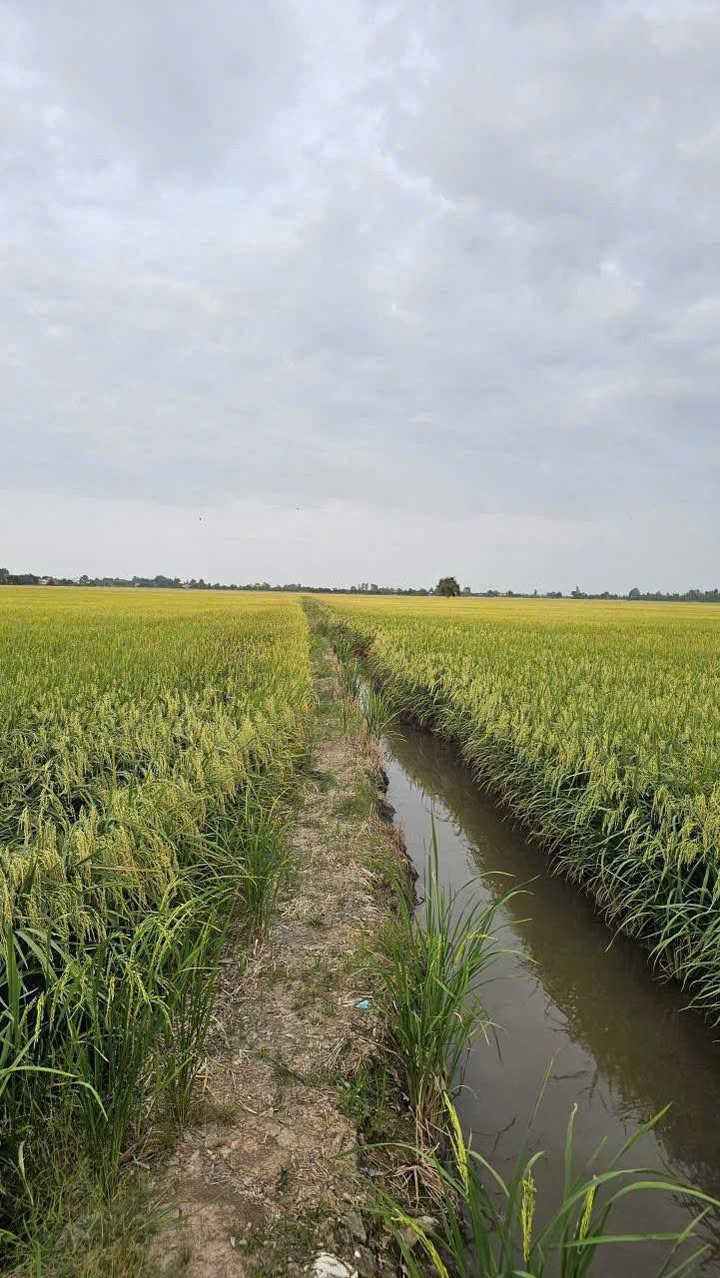 Đất ruộng 20.000m² xã Hòa Bình, Tam Nông, Đồng Tháp - Giá chỉ 2.4 tỷ VND!