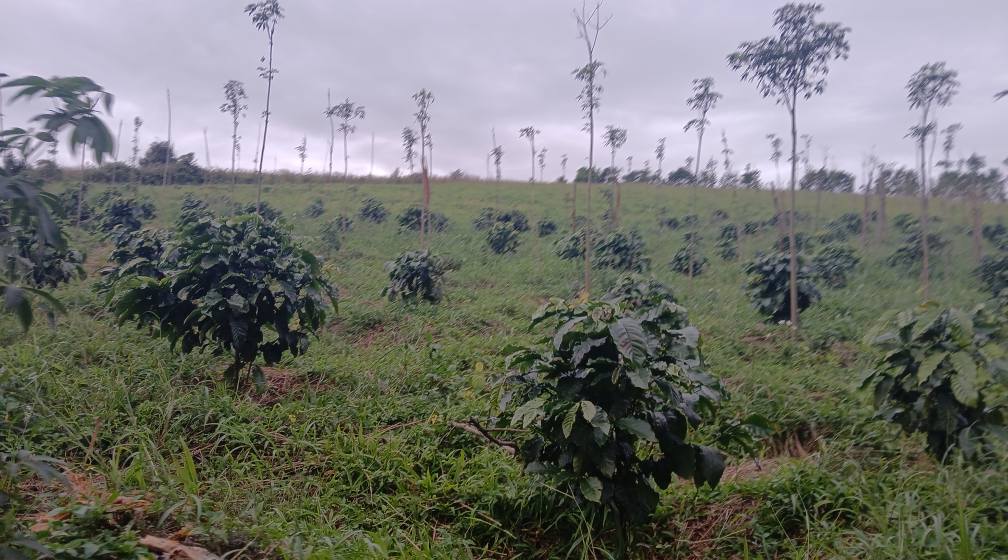 Đất vườn Quảng Tâm 1,4ha giá 1,4 tỷ - Đầu tư sinh lời ngay!