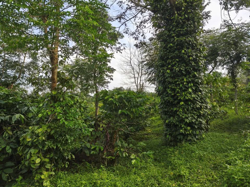 Đất nền Cuôr Đăng, Cư M'gar 25200m² giá 2.52 tỷ - Cơ hội đầu tư hấp dẫn!