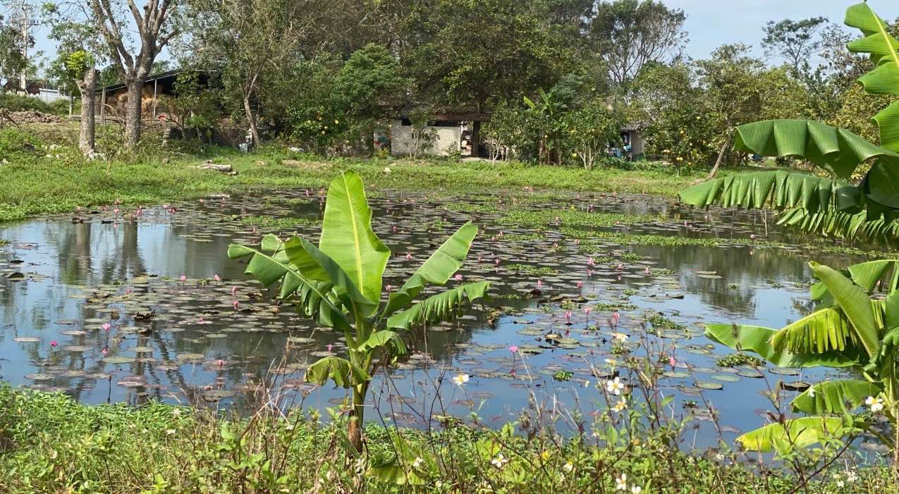 Trang trại tổng hợp 8000m² tại Đông Quang, Thanh Hóa - Giá chỉ 2.95 tỷ!