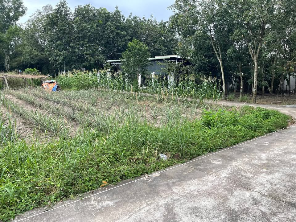 Đất thổ cư 380m² Lai Uyên, Bàu Bàng, Bình Dương giá 1 tỷ - Sổ đỏ chính chủ!