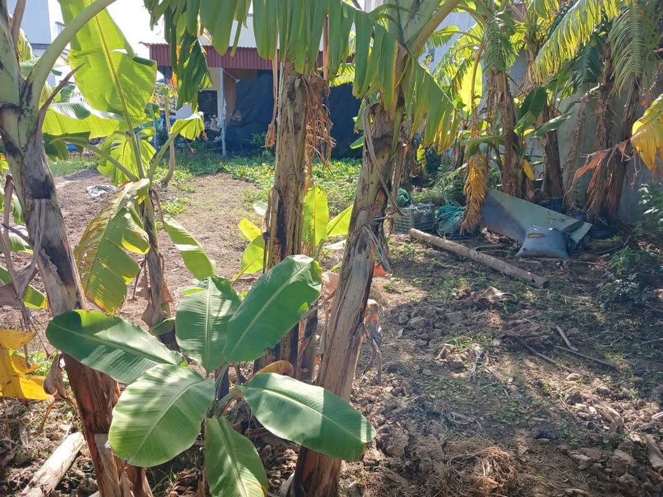 Đất nền xã Thụy Văn, Thái Thụy 75m² giá 600 triệu - Sổ đỏ chính chủ, đầu tư sinh lời!