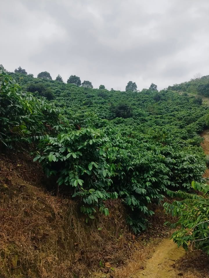 Đất nền Đắk Nông 400m² giá 3.6 tỷ - Cơ hội đầu tư tuyệt vời!