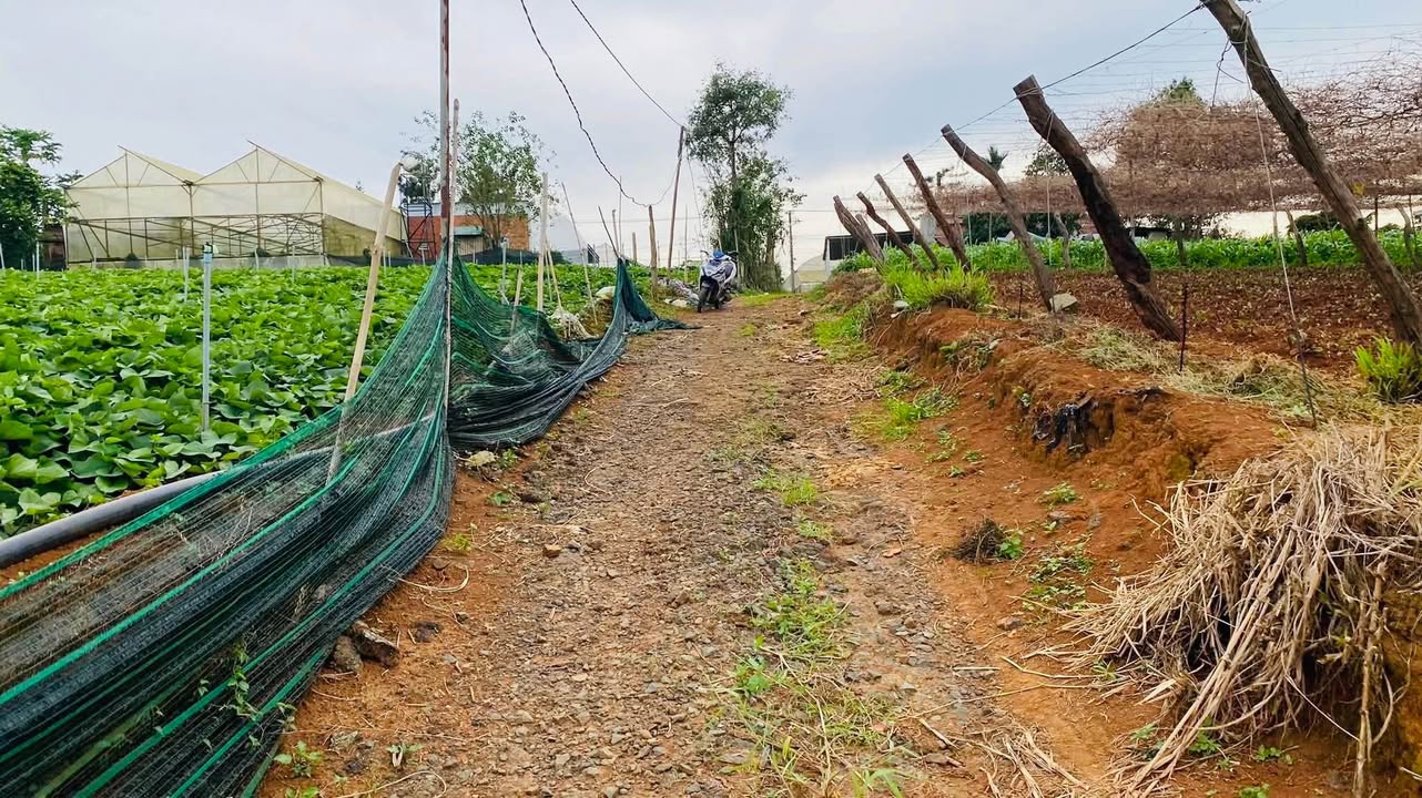 Đất 10.000m² tại Quảng Lập, Đơn Dương - Giá thỏa thuận hấp dẫn!