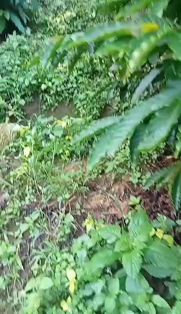 Đất thổ cư Tân Thanh, Lâm Hà 500m² giá 1.2 tỷ - Cơ hội đầu tư tuyệt vời!