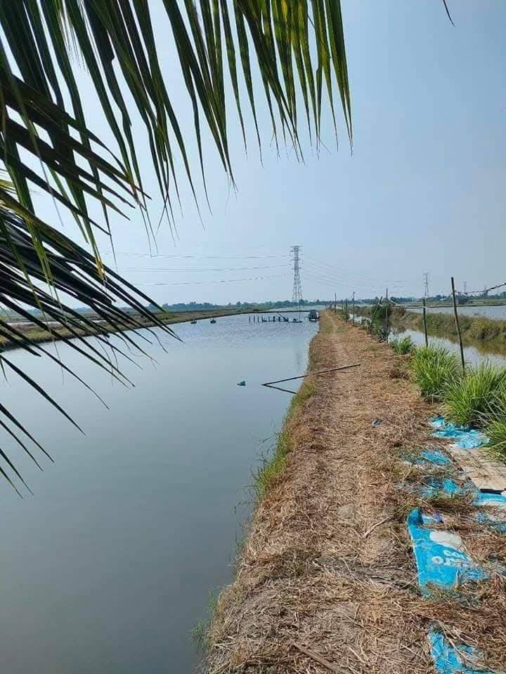 Đất farm 30.300m² tại ấp Vĩnh Hiệp, Kiên Giang - Giá thỏa thuận hấp dẫn!