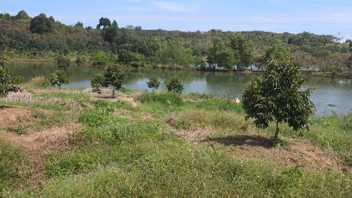 Farm 1,5ha Sầu riêng Thái và cà phê tại Minh Hưng, Bù Đăng - Giá chỉ 2.6 tỷ!