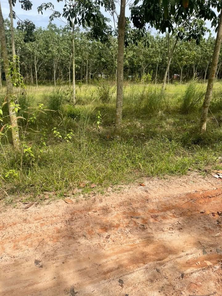 Đất nền Long Chữ Bến Cầu Tây Ninh 185m² giá 200 triệu - Sổ hồng chính chủ