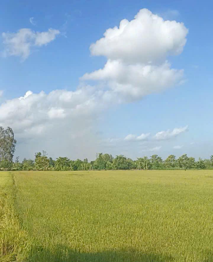 Đất lúa Mỹ Hoà Long Xuyên 8800m² giá 200 triệu - Cơ hội đầu tư tuyệt vời!