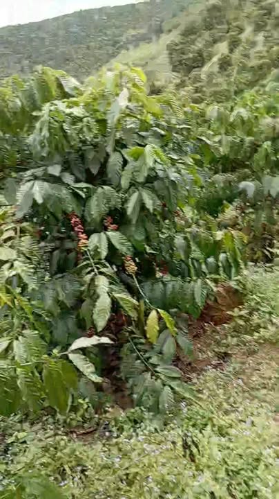 Đất nền 1ha tại Quảng Khê, Đắk Glong - Giá chỉ 850 triệu, đầu tư lý tưởng!