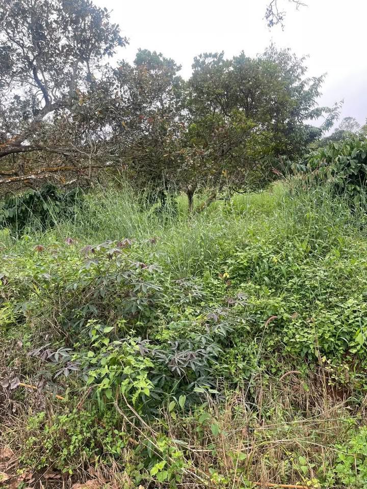 Đất nền 890m² phường Nghĩa Phú, Gia Nghĩa chỉ 460 triệu - Cơ hội đầu tư tuyệt vời!