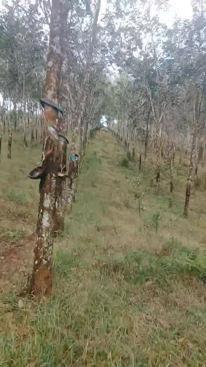 Đất nền 1ha7 tại Nghĩa Thắng, Đắk R'Lấp - Cơ hội đầu tư tuyệt vời!