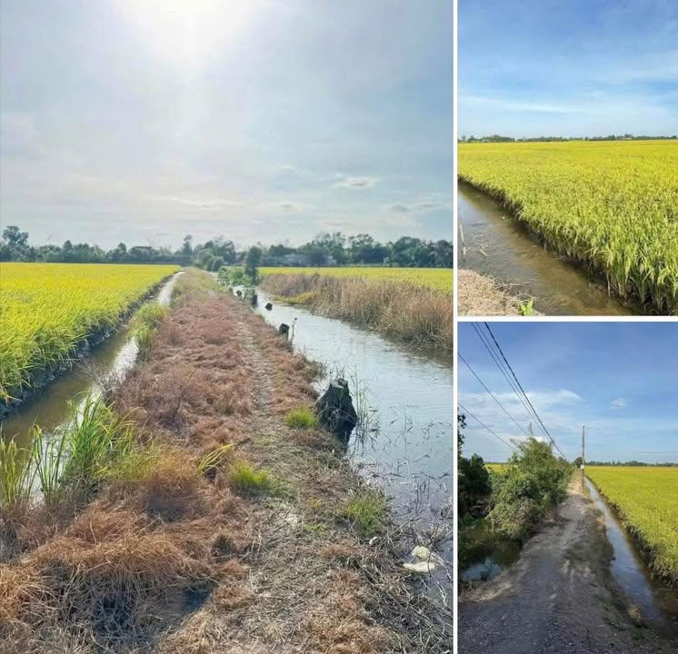 Đất lúa 4000m² tại Mỹ Lạc, Thủ Thừa - Giá chỉ 1 tỷ, thương lượng ngay!