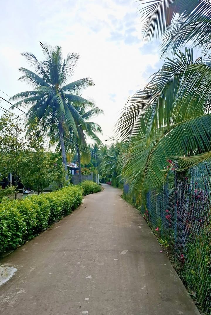 Đất vườn dừa xiêm Giồng Trôm 1.796m² giá 1.3 tỷ - Sổ đỏ chính chủ!