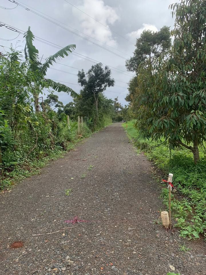 Đất nền liền kề Nguyễn Xuân Nguyên - Tân An 500m² chỉ 650 triệu - Cơ hội đầu tư sinh lời!