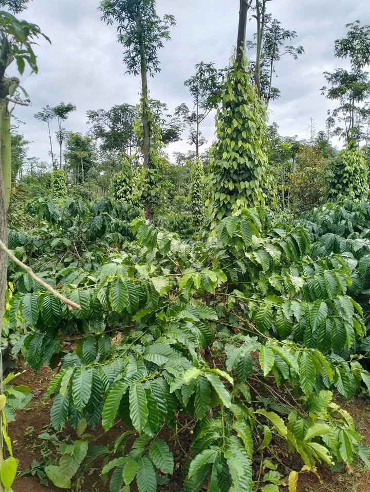 Đất nông nghiệp 5.5 sào tại Ea Tiêu, Cư Kuin - Giá chỉ 1.512 tỷ VND!