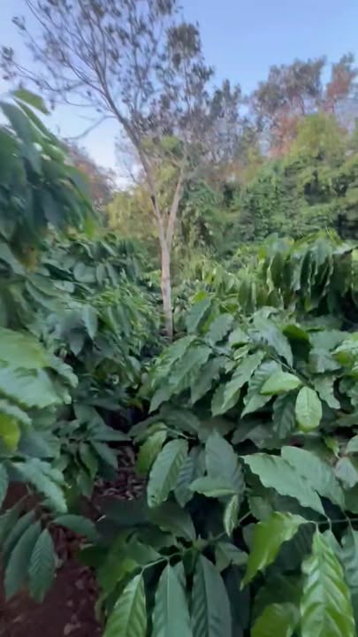 Lô đất Farm Thọ Sơn Bù Đăng 10.000m² giá 1,7 tỷ - Đầu tư sinh lời ngay!