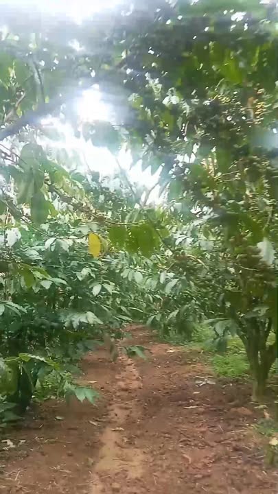 Đất nền B'Lá 8000m² giá 3.5 tỷ - Sổ đỏ chính chủ, đường ô tô tận nơi!