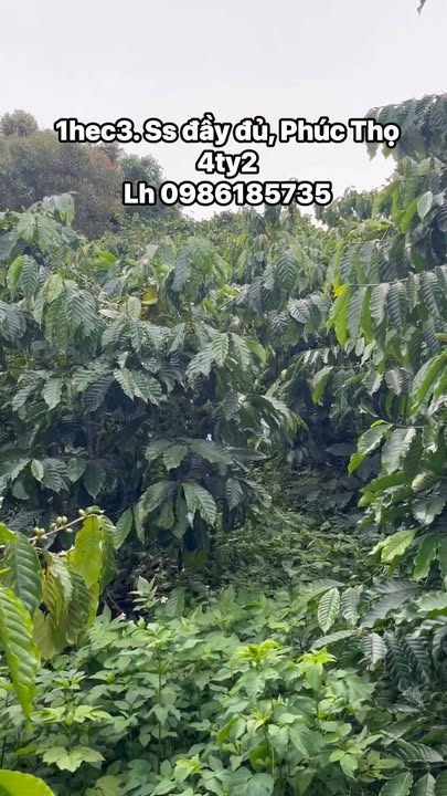 Đất Phúc Thọ Lâm Hà 1hec giá 4.2 tỷ - Sổ đỏ chính chủ, giao dịch nhanh!