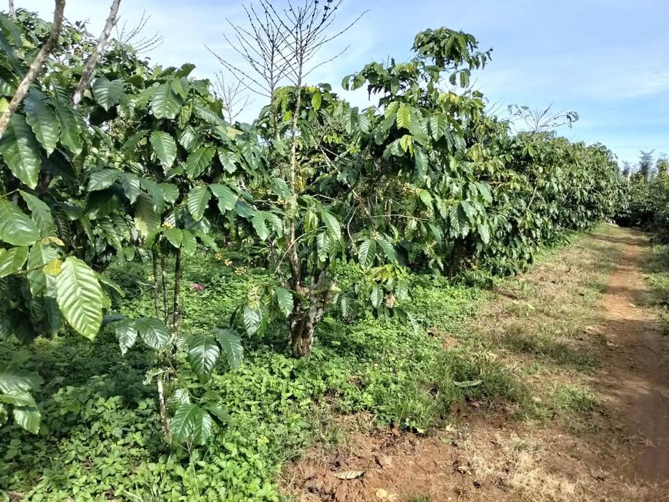 Đất 2.900m² tại Thôn 7, Lộc Quảng, Bảo Lâm - Giá chỉ 1.75 tỷ, cơ hội đầu tư không thể bỏ qua!