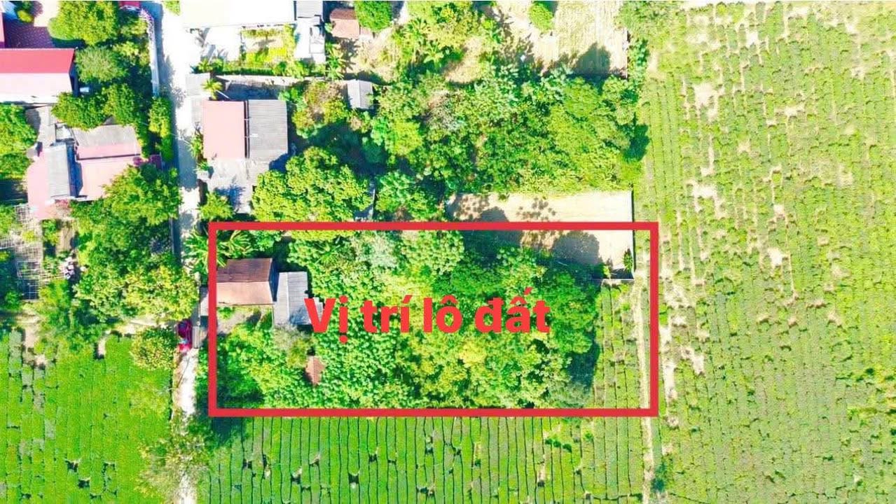 Đất nghỉ dưỡng Thục Luyện, Thanh Sơn 1.335m² giá 2 tỷ - View đồi chè tuyệt đẹp!